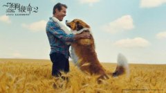 《一条狗的使命2》上映 热度与多部大IP商业片持平